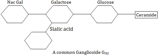 common ganglioside gm2